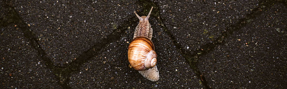 Guida Completa allo Speed Test